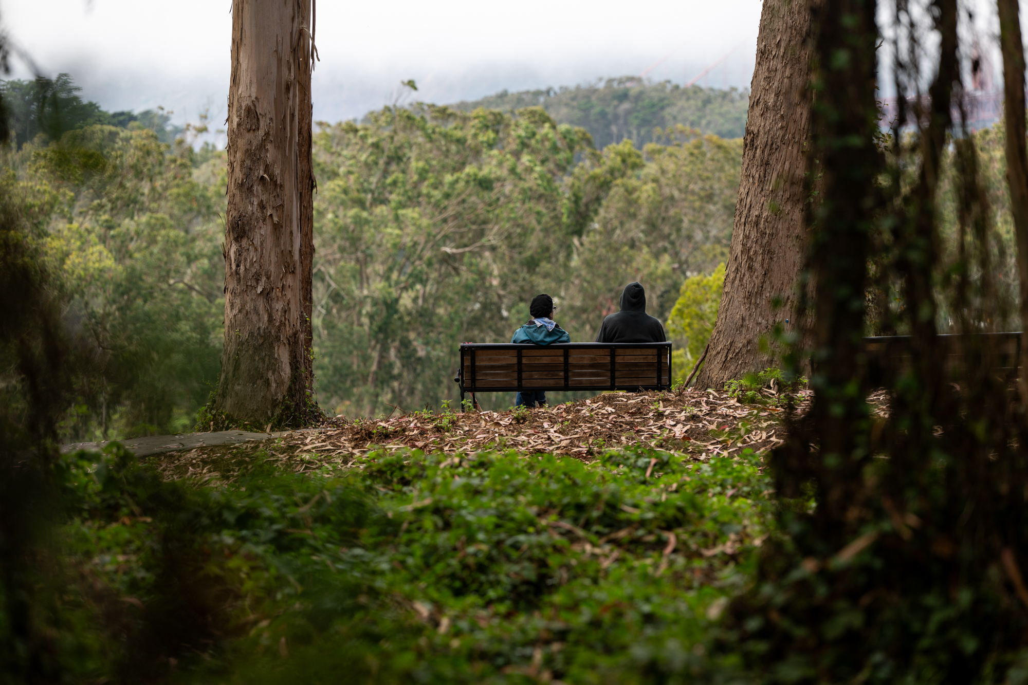 A quiet bench among the eucalyptus in the Presidio, Northern California