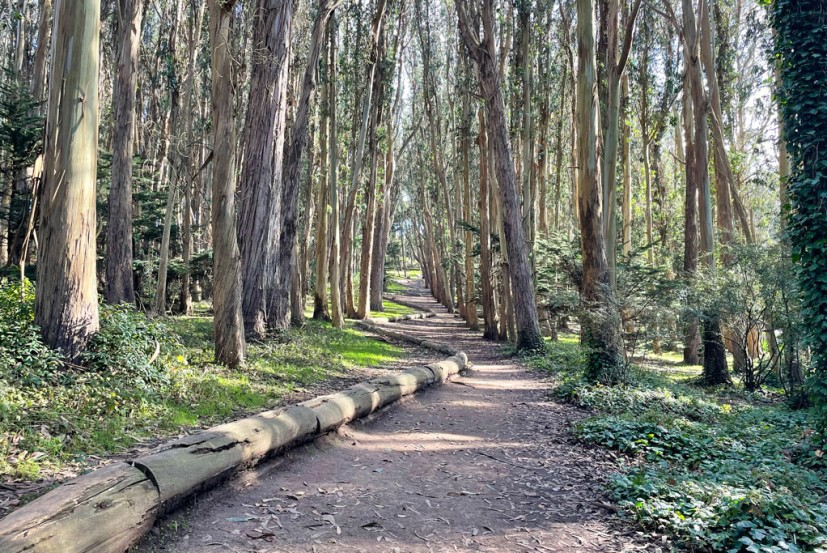 Lover's Lane, a tree-lined path in the Presidio of San Francisco